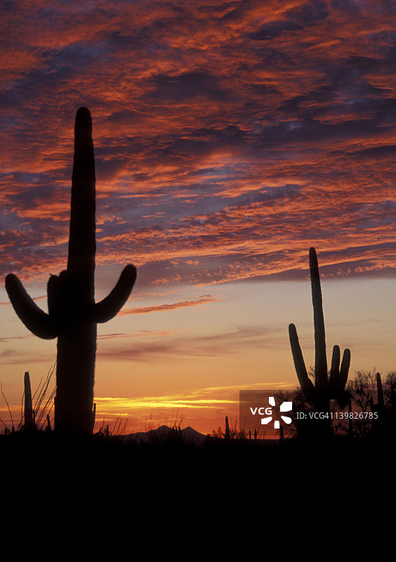 日落时分的索诺兰沙漠，仙人掌国家纪念碑，美国亚利桑那州图森图片素材