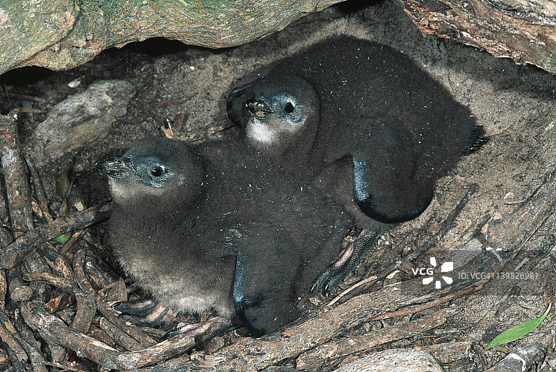 濒危非洲企鹅幼崽，罗本岛地下洞穴图片素材