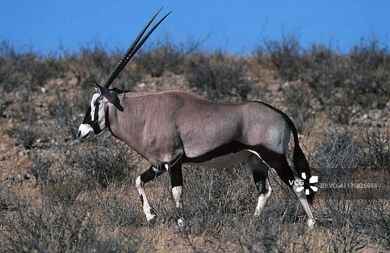 长角羚，南非剑羚。全身视角。非洲西南部和东北部。图片素材