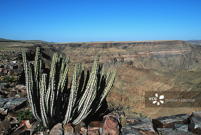 大戟属植物，生长在纳米比亚，世界第二大峡谷鱼河峡谷图片素材