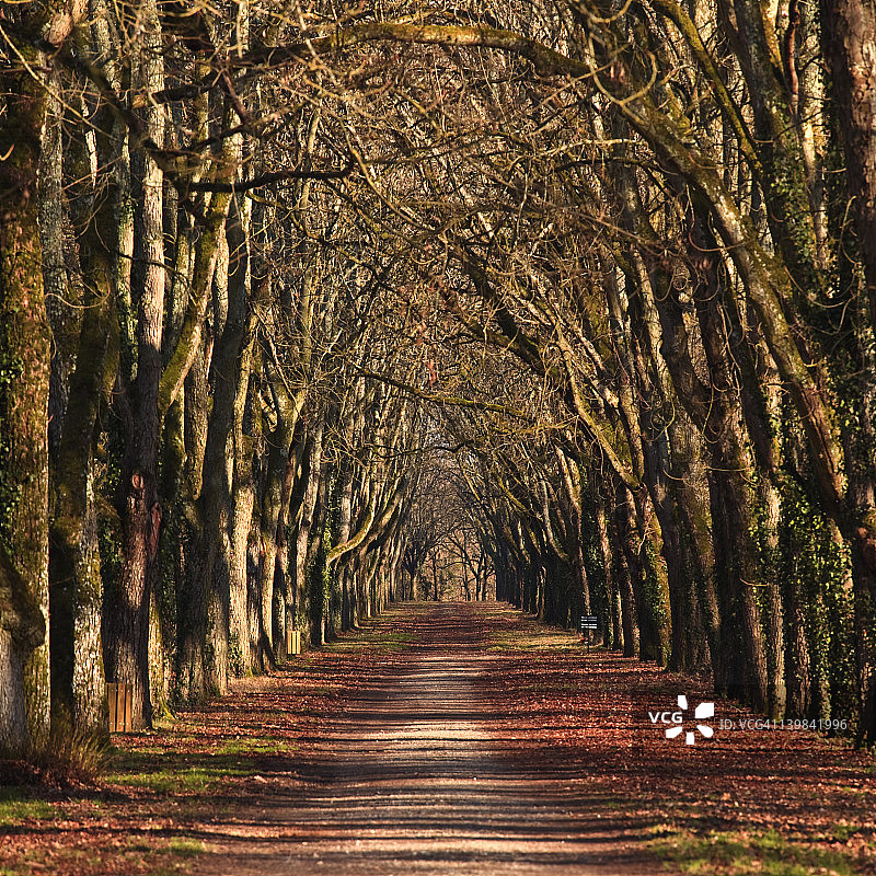 法国舍农索城堡的林荫道图片素材