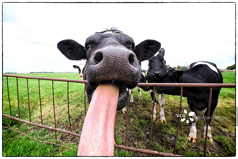 吐着长舌头的牛图片素材