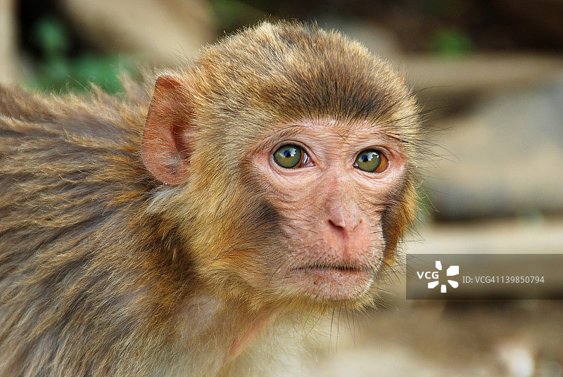 小猴子的脸图片素材