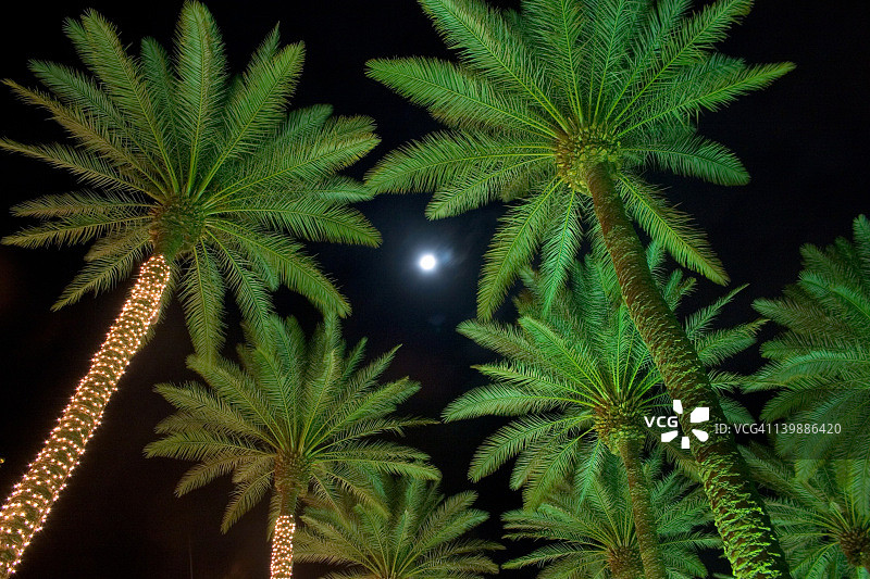 圣诞棕榈树图片素材