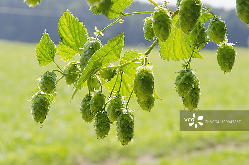 啤酒花球果，德国巴伐利亚哈勒陶图片素材