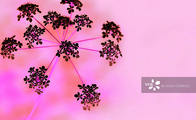 粉色背景上的黑色蕾丝花图片素材