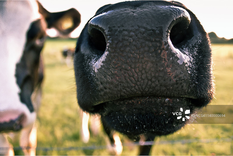牛鼻子特写图片素材