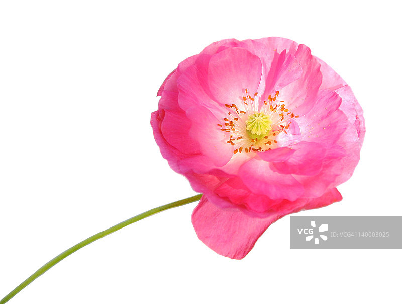 粉色罂粟花图片素材