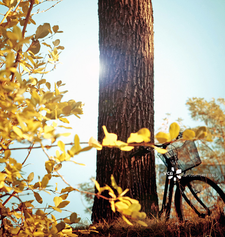 自行车靠在树干上图片素材