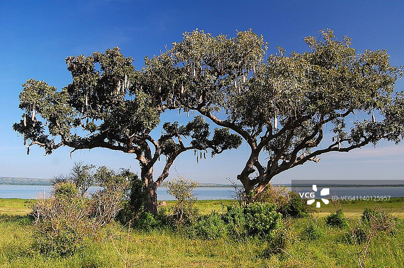 香肠树图片素材