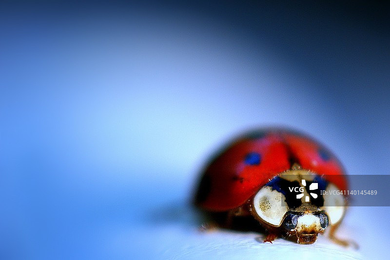 瓢虫图片素材