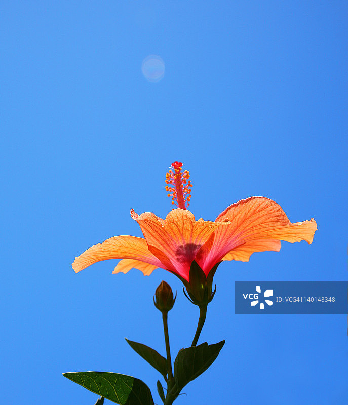 蓝色天空下的橙色芙蓉花图片素材