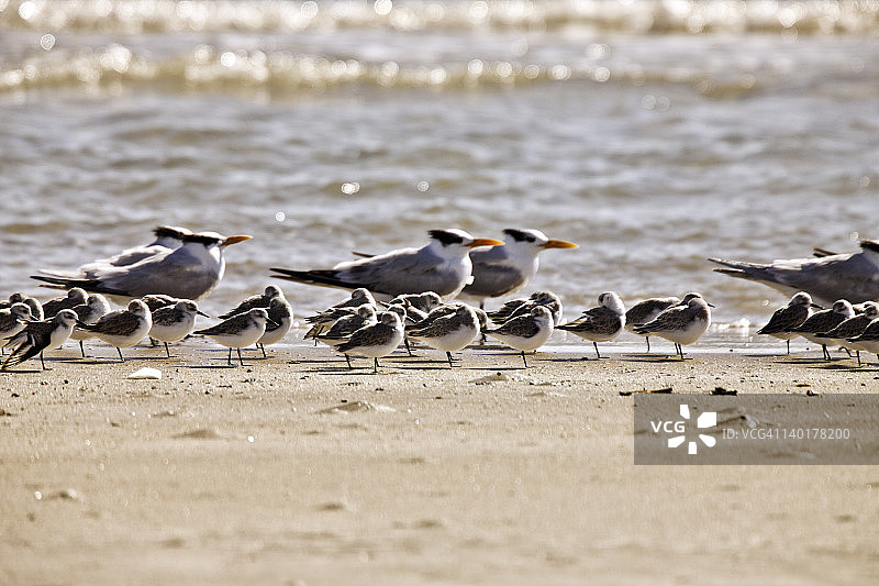 在多风的海滩上休息的鸟图片素材
