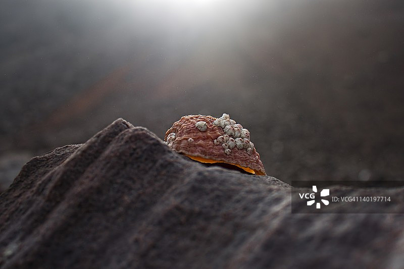 岩石上的贝壳图片素材