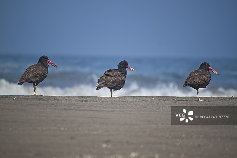 黑蛎鹬图片素材