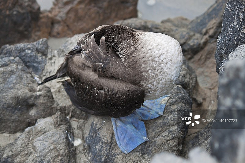 秘鲁利马的蓝脚鲣鸟图片素材