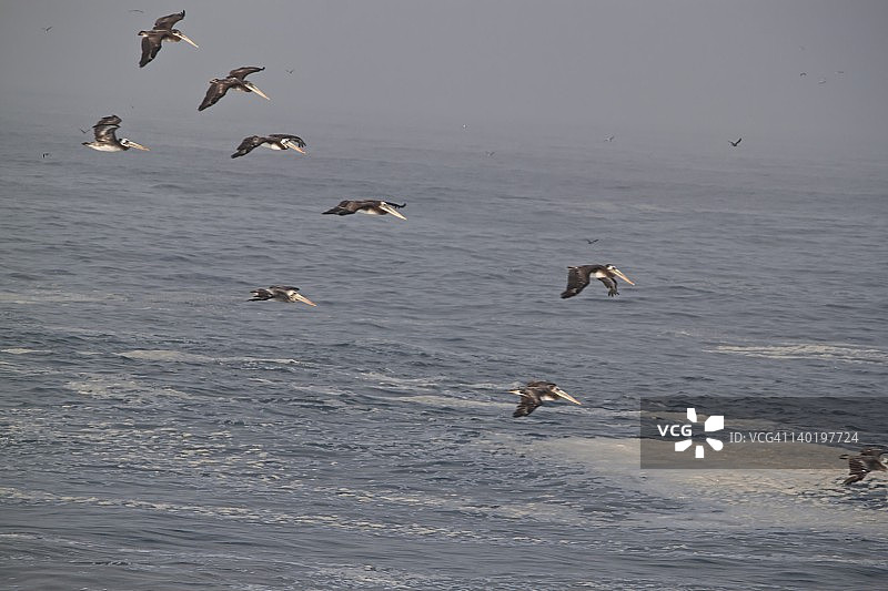 秘鲁利马的鹈鹕图片素材