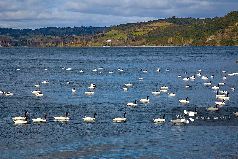 在智利奇洛埃的黑颈天鹅图片素材