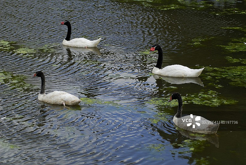 智利康塞普西翁的黑颈天鹅图片素材