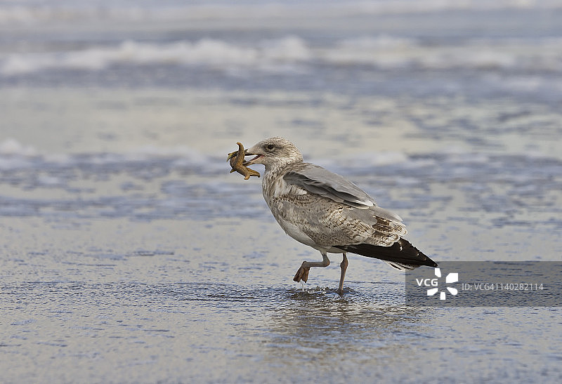 海鸥捕食海星图片素材