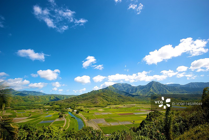 可爱岛上的芋头田图片素材
