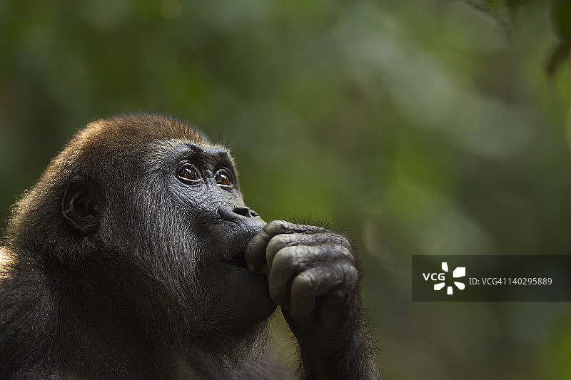 西非低地幼年雄性大猩猩肖像图片素材