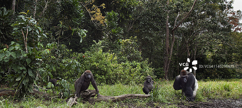 低地西部大猩猩群图片素材