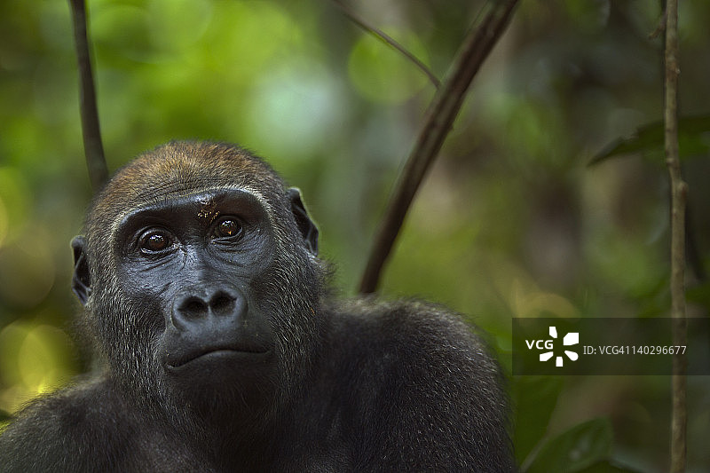 西部低地大猩猩幼年雌性特写图片素材
