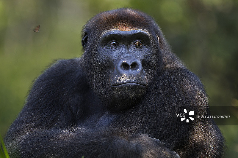 西部低地大猩猩亚成年雄性肖像图片素材