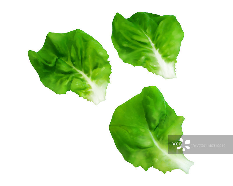 波士顿莴苣叶图片素材