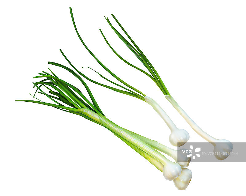 野生洋葱图片素材