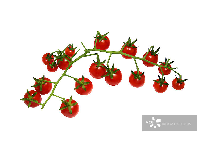 醋栗番茄图片素材