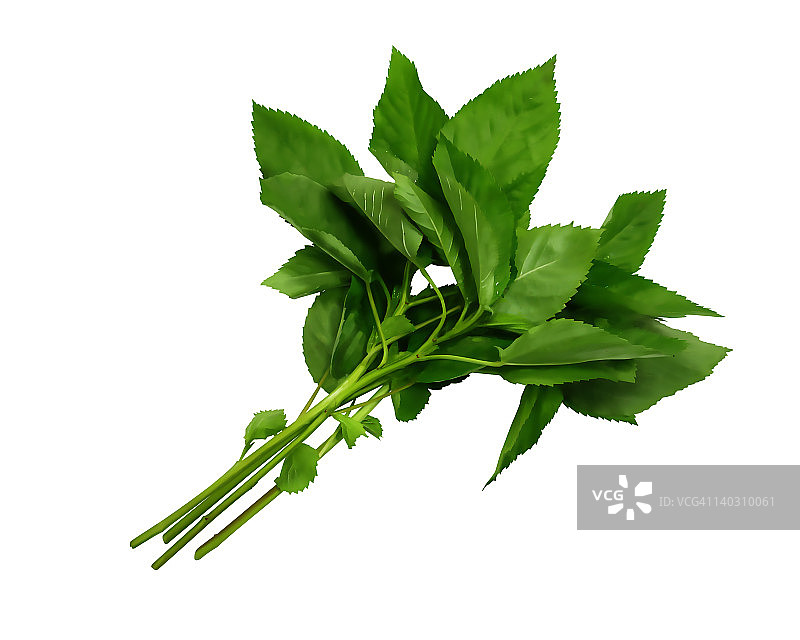 埃及帝王菜图片素材