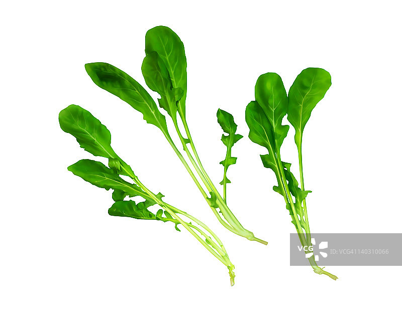 芝麻菜图片素材