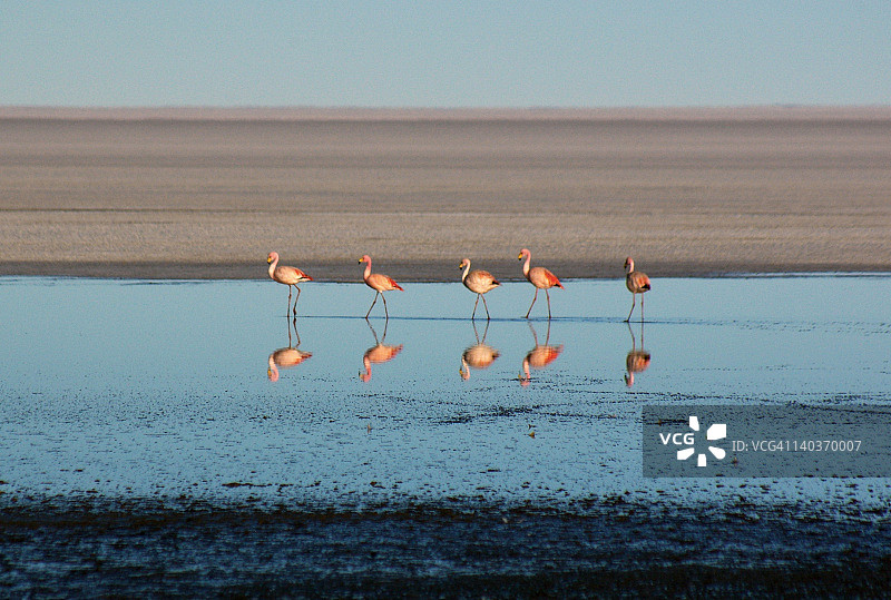 成列的火烈鸟图片素材