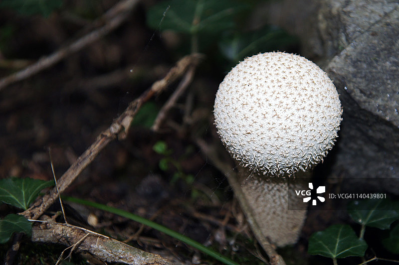 高尔夫球蘑菇图片素材