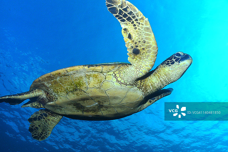 游泳的绿海龟图片素材
