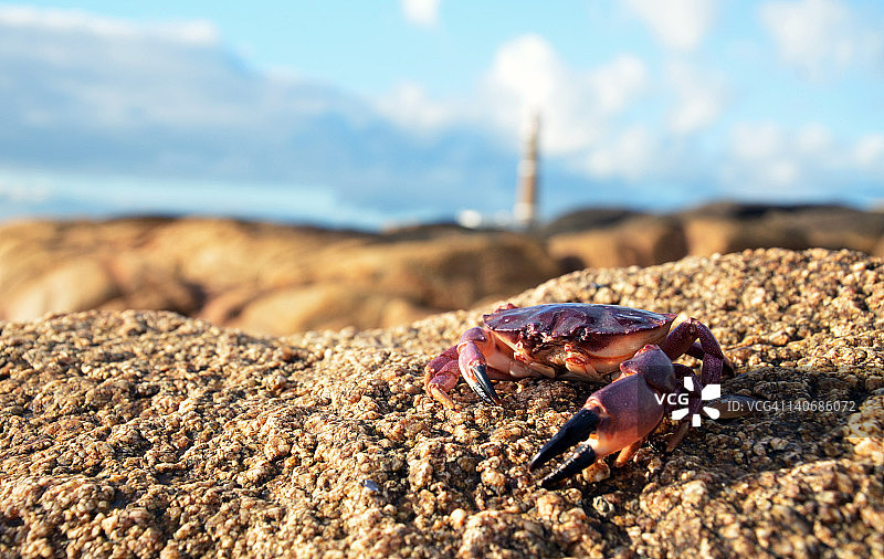 岩石上的螃蟹图片素材