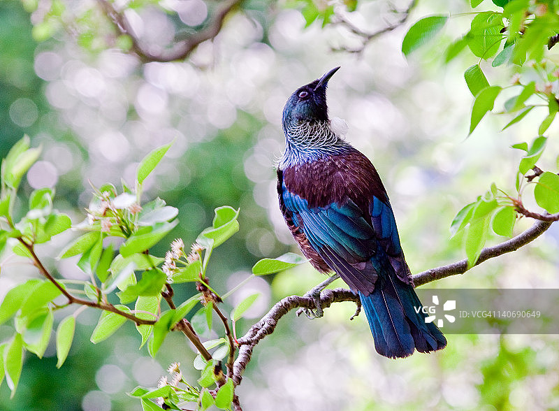 栖息在树枝上的图伊鸟图片素材