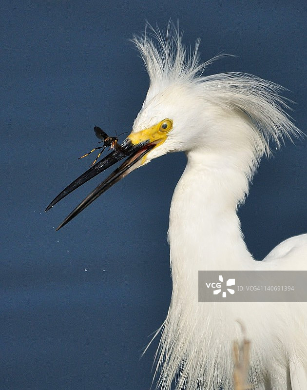 雪鹭与黄蜂的正面相遇图片素材