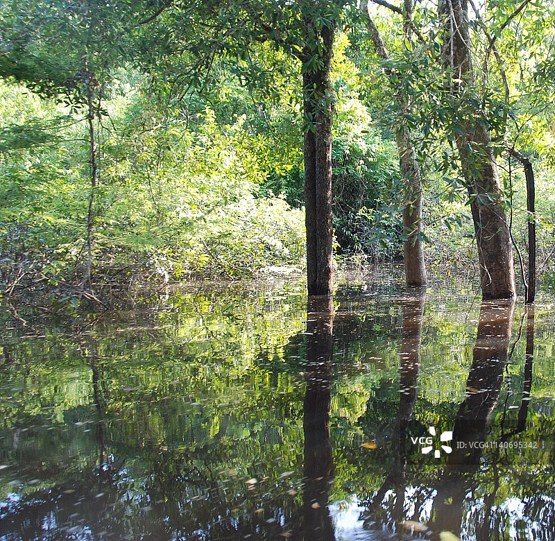 内格罗河亚马逊流域风光图片素材