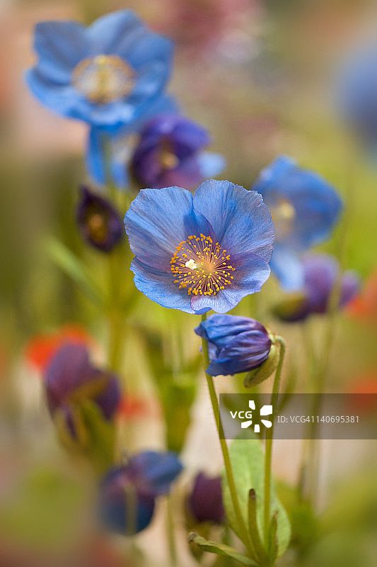 蓝色罂粟花图片素材