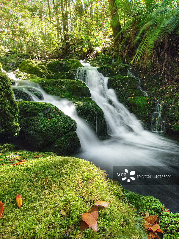 玉蕊树顶图片素材