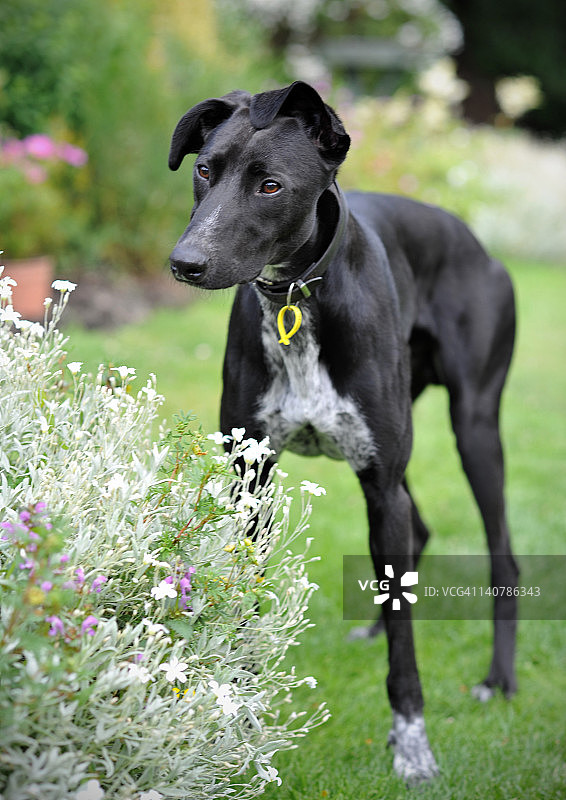 花园里的小狗图片素材