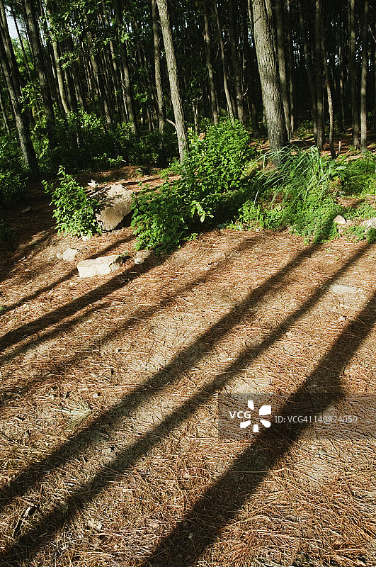 印度安得拉邦吉图尔县蒂鲁帕蒂森林树木图片素材