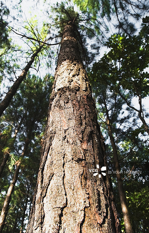 印度安得拉邦吉都县蒂鲁帕蒂的树木仰视角度照片图片素材