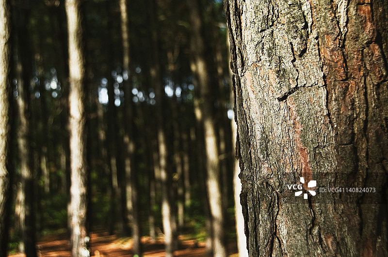 印度安得拉邦吉图尔县蒂鲁帕蒂森林树木图片素材