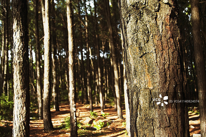 印度安得拉邦吉图尔县蒂鲁帕蒂森林树木图片素材