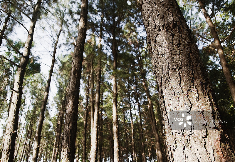 印度安得拉邦吉图尔县蒂鲁帕蒂森林树木图片素材