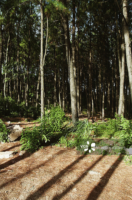 印度安得拉邦吉图尔县蒂鲁帕蒂森林树木图片素材